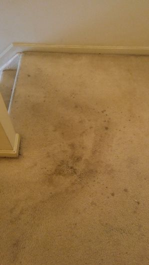 Before & After Carpet Cleaning in Essex, MD (1)