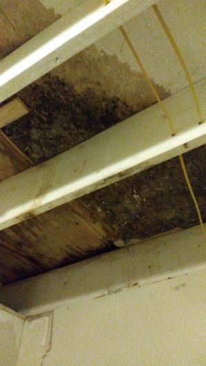 Mold Removal in Baltimore, MD (3)