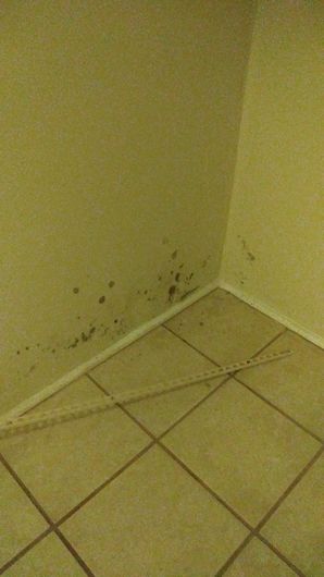 Mold Removal in Baltimore, MD (4)