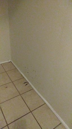 Mold Removal in Baltimore, MD (2)