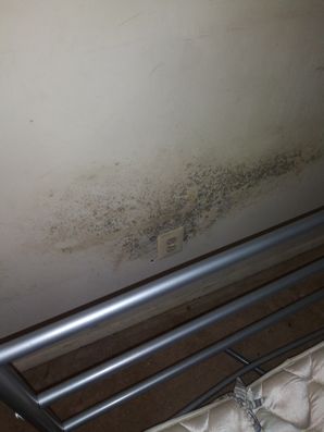 Mold Removal in Baltimore, MD (5)